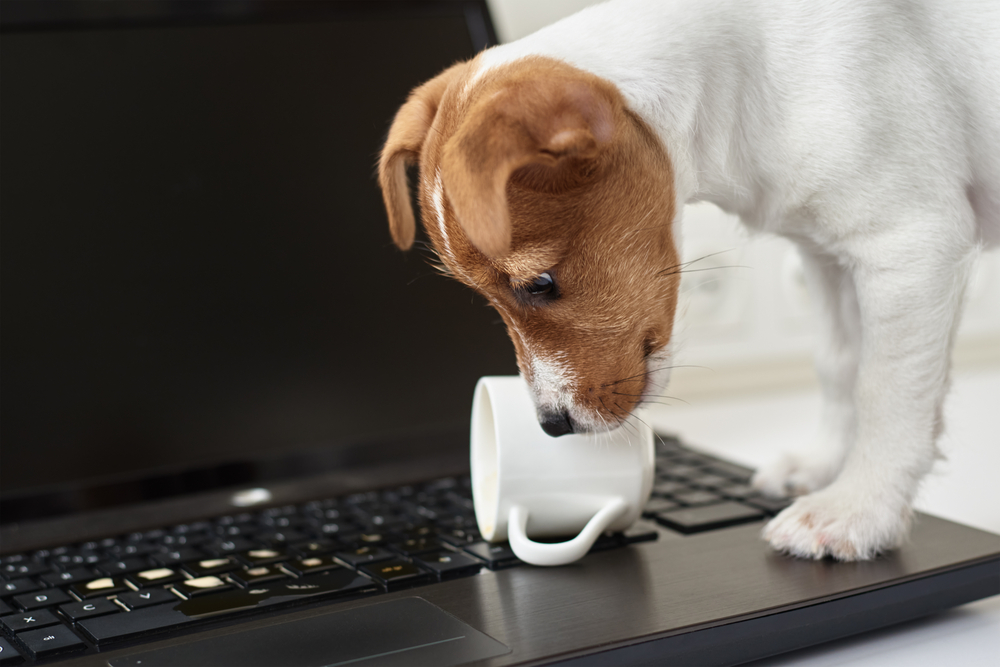 dog spills coffee