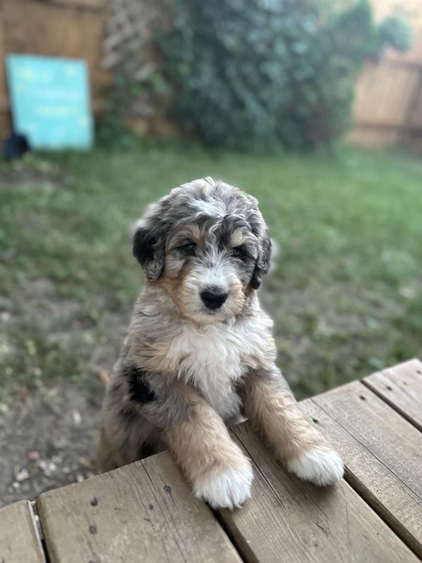 Remy - The Office Dog