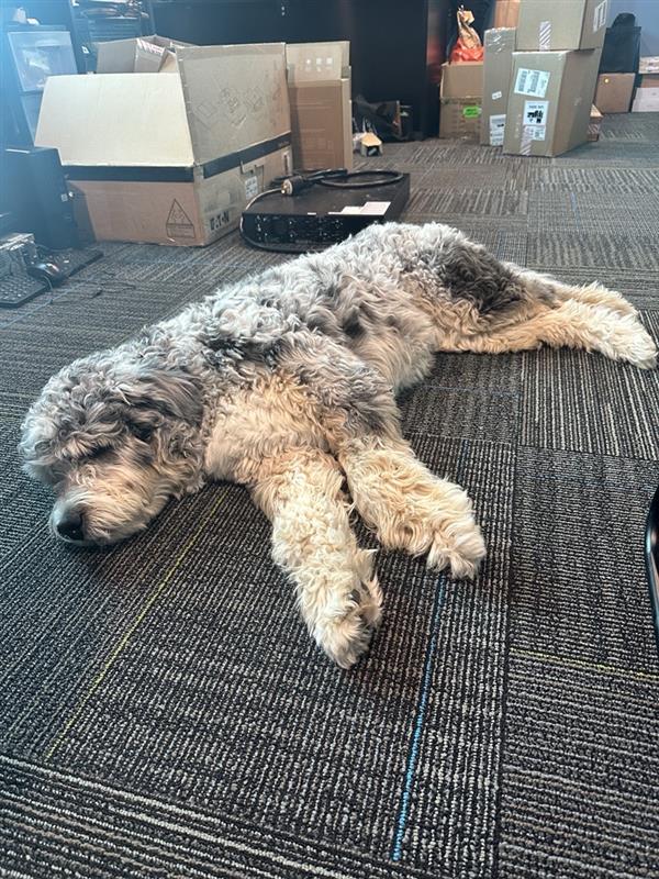 Remy - The Office Dog